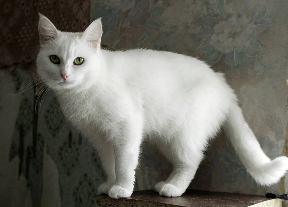 Weiß glatthaarig Katze