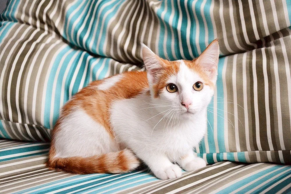 Anatolisch Kurzhaar Katze rot