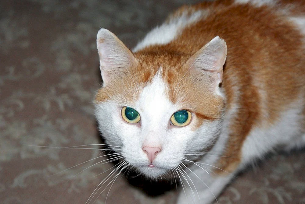 Anatolisch Türkisch Van Kurzhaarkatze rot-weiß Europäisch Kurzhaarkatze rot Angora Katze rot Burmilla Katze rot Türkisch Van Rasse rot Point Rasse Katze