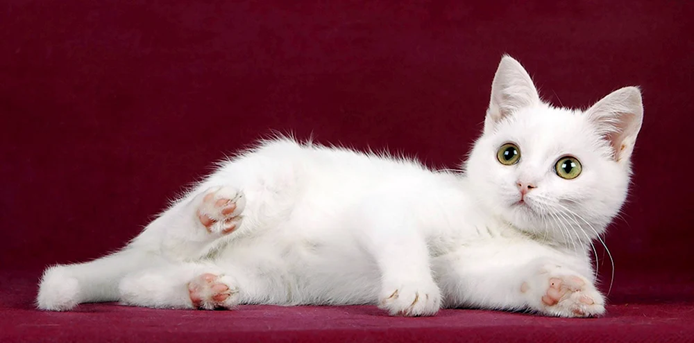 Anatolische Katze weiß