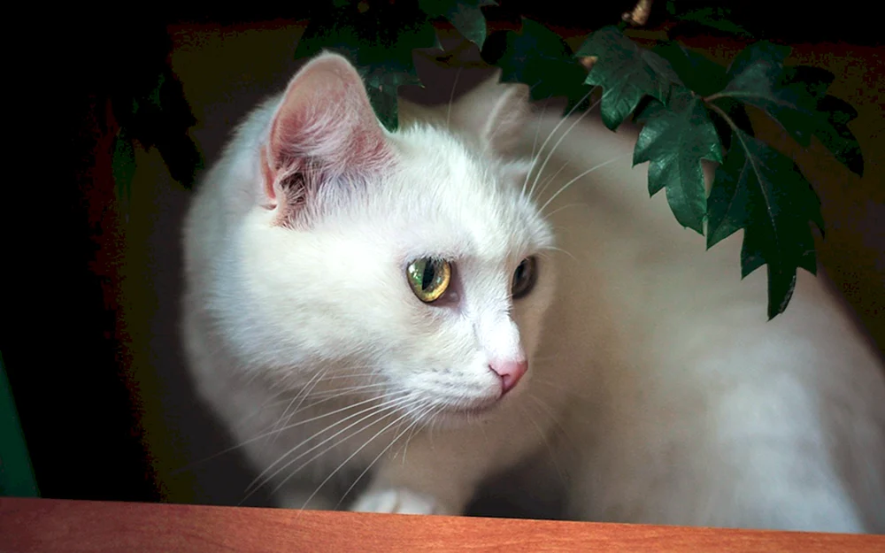 Türkische Angora-Kurzhaarkatze