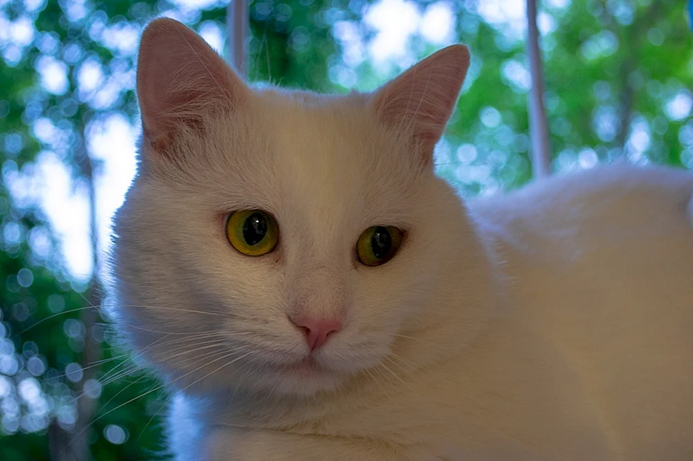 Anatolische Katze weiß