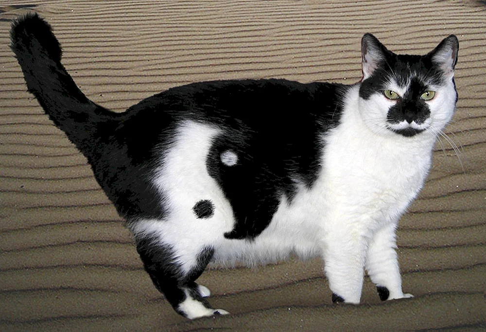 Schwarz-weiße Katze