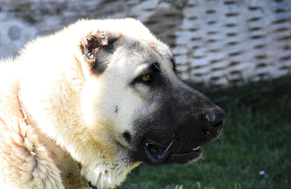 Anatolischer Hirtenhund Kangal