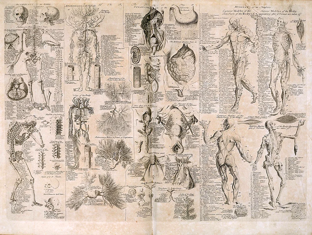 Leonardo da Vincis Schädeldecke