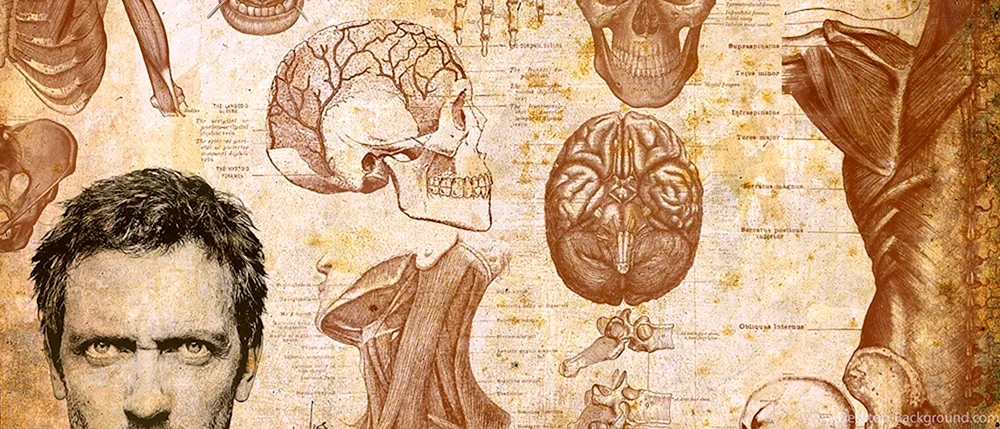 Anatomie Hintergrund