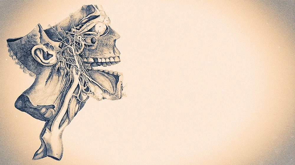 Anatomie Hintergrund