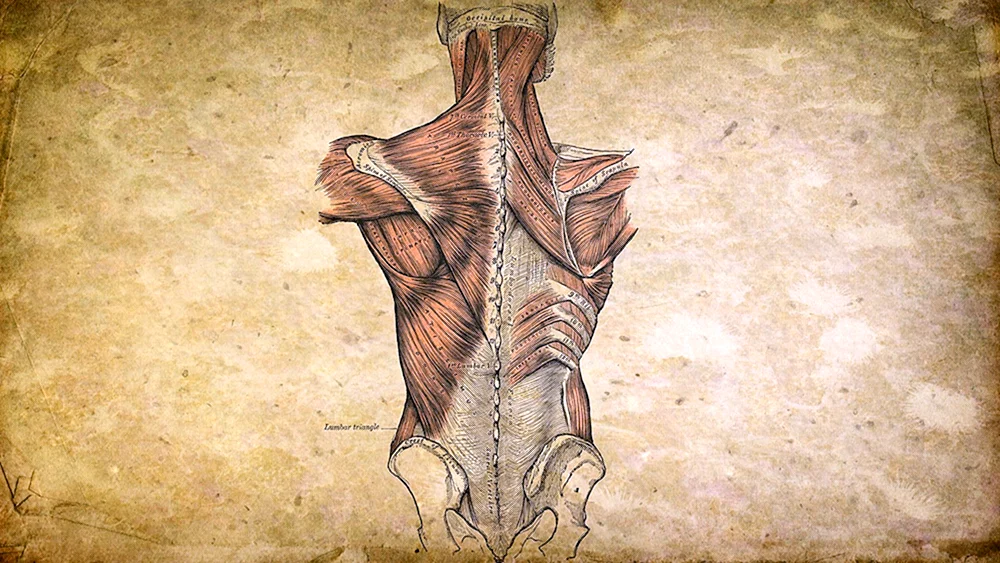 Anatomie Hintergrund