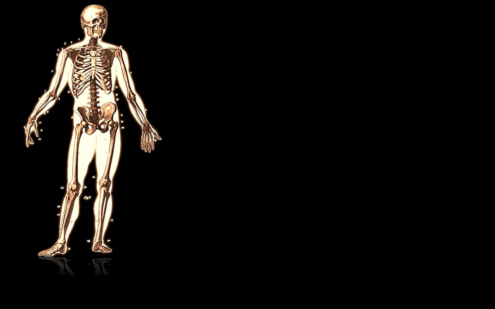 Anatomie Hintergrund