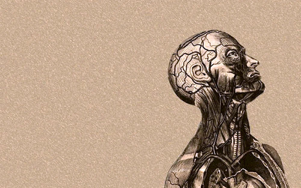 Anatomie Hintergrund