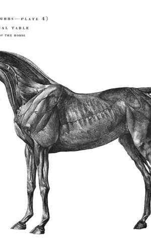 Pferdeanatomie Veterinärmedizin