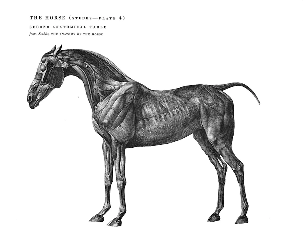 Pferd Anatomie Tiermedizin