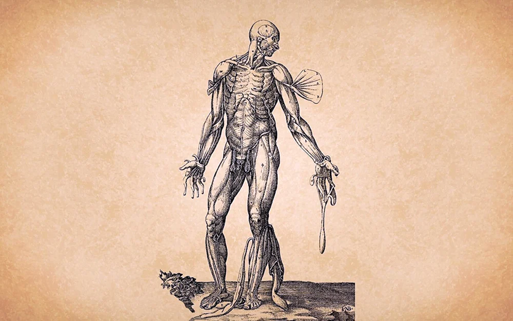 Anatomie Hintergrund