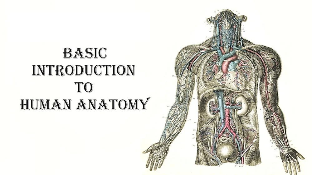 Anatomie Hintergrund
