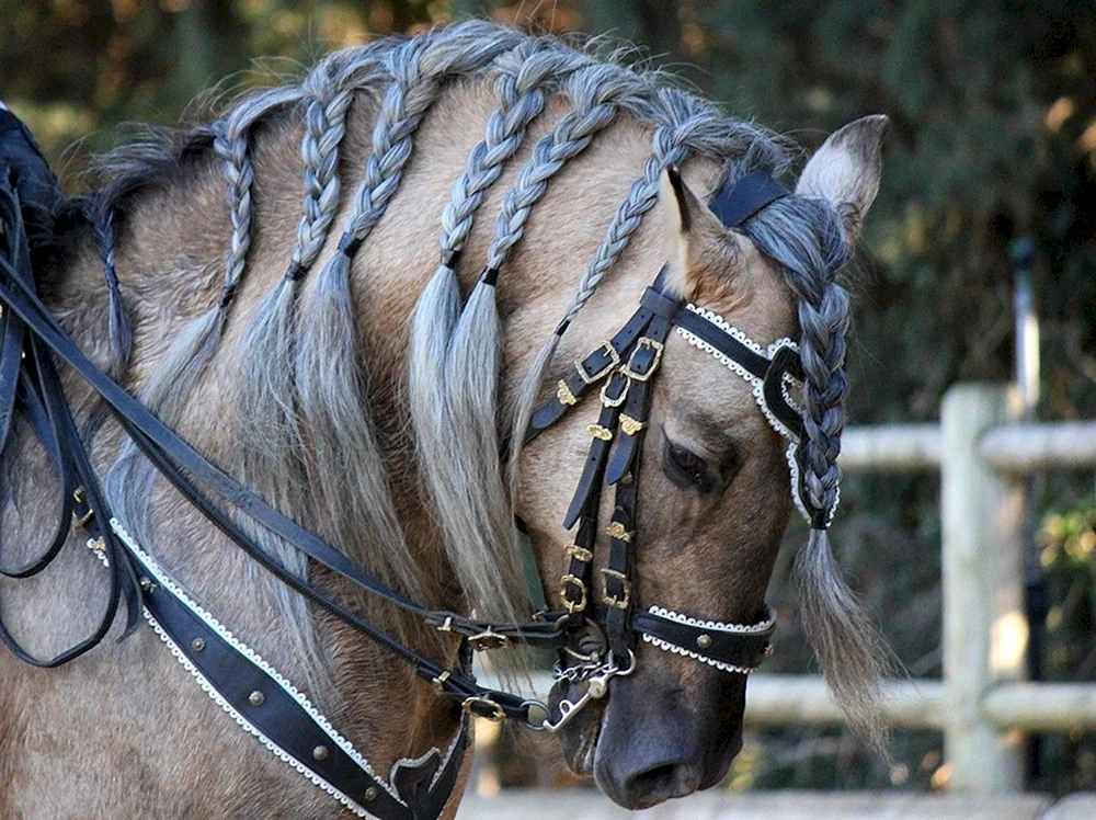 Pferd Mähne geflochten