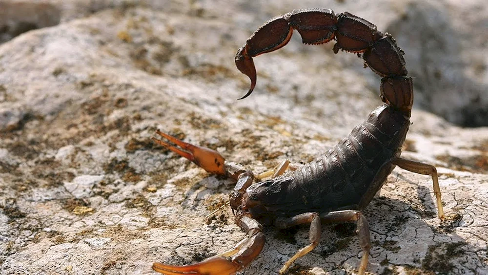 Androctonus bicolor