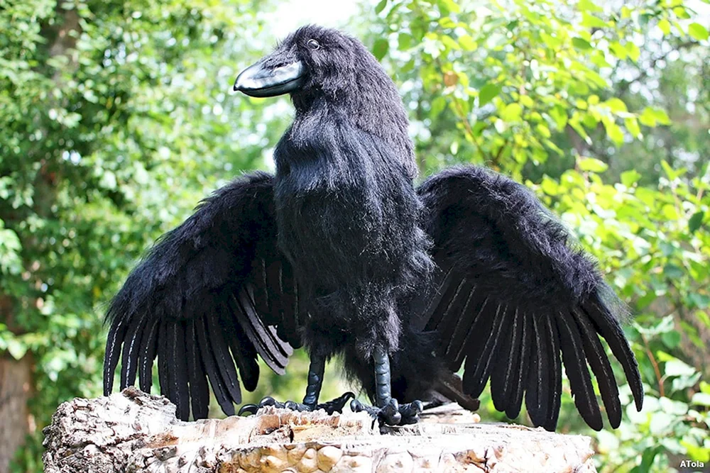 Taigakrähe