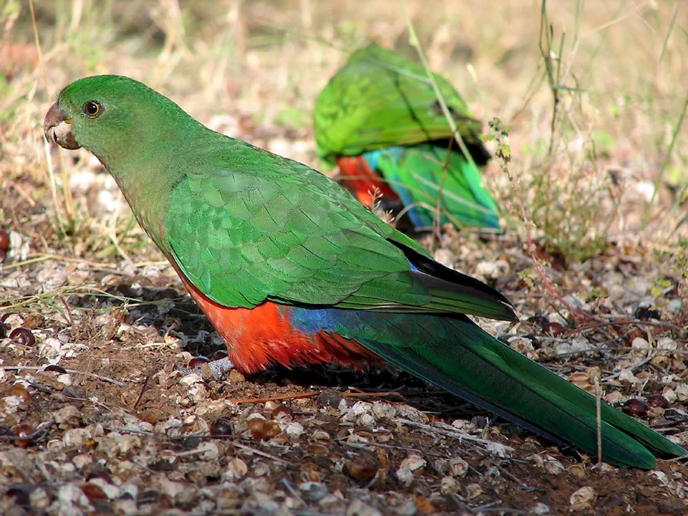 Australischer Lorikeet