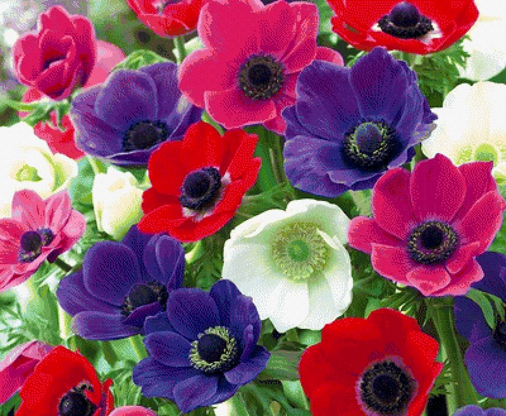 Anemone de Caen