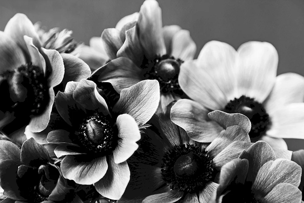 Anemonen Schwarz