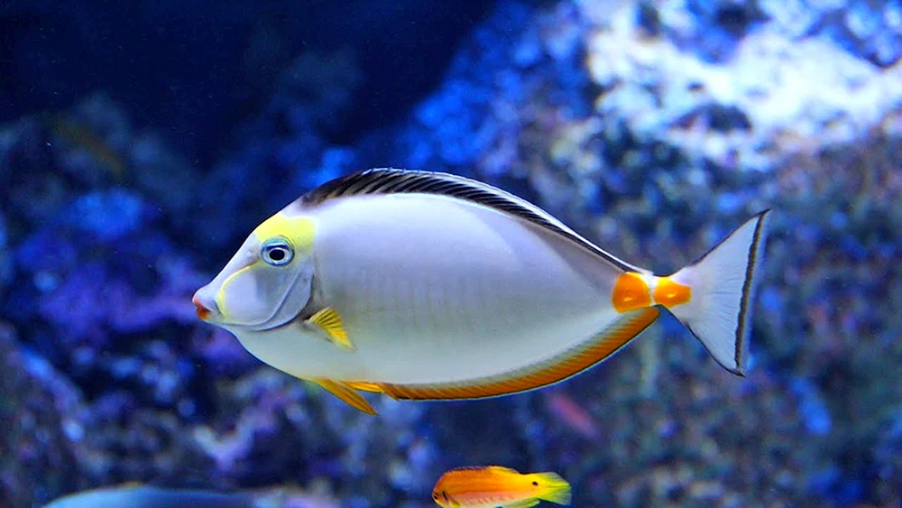 Engel Imperial juvenil m Pomacanthus Imperator j