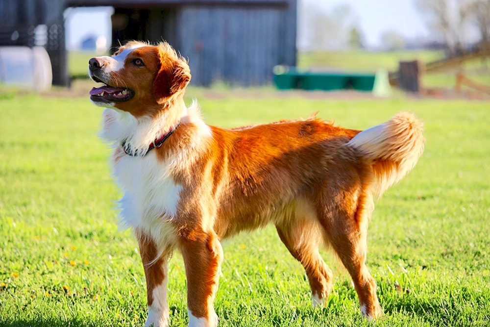 Englischer Schäferhund Shepherd