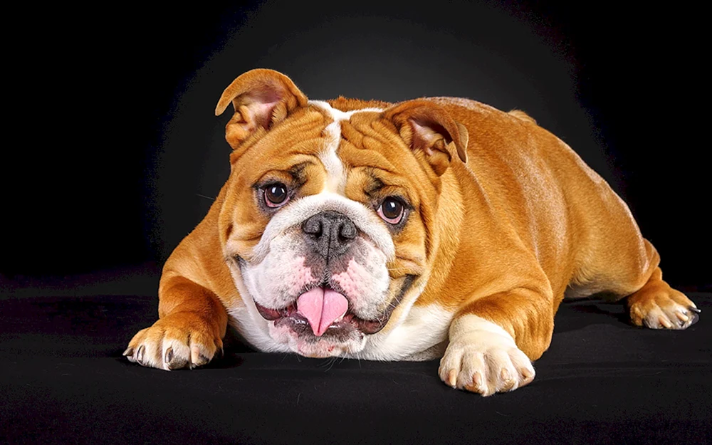 Englische Bulldogge