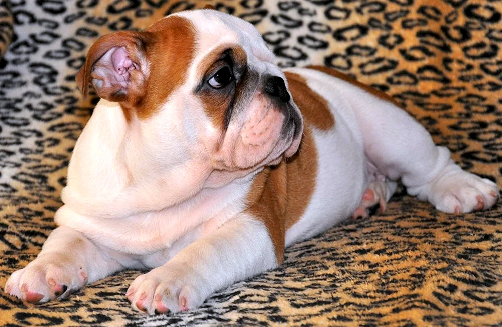Irische Bulldogge