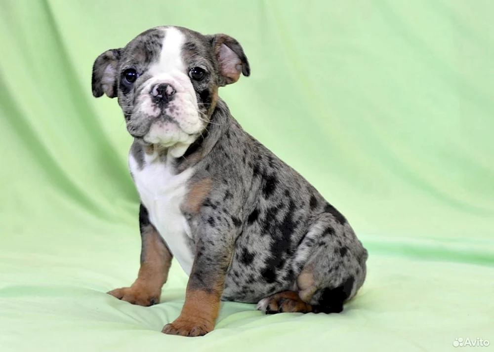 Französische Bulldogge blau Merle