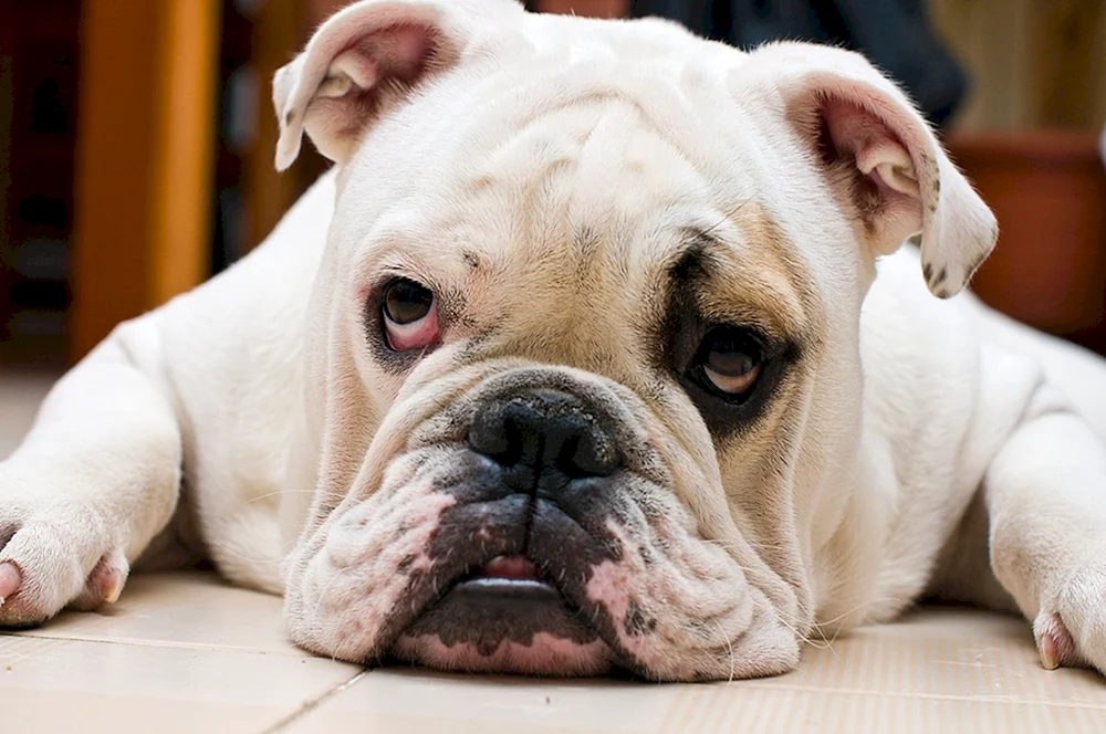 Englische Bulldogge Hunderassen