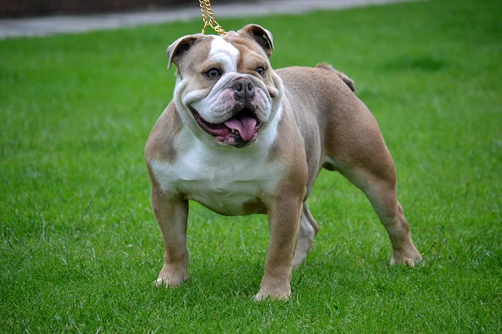 Englische Bulldogge