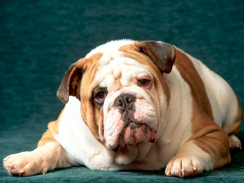 Englische Bulldogge