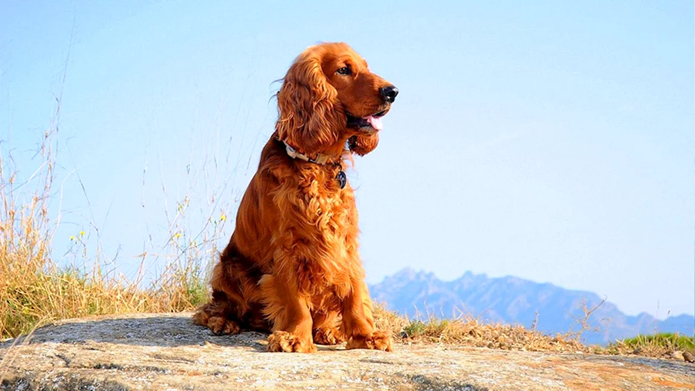 Englischer Cocker spaniel