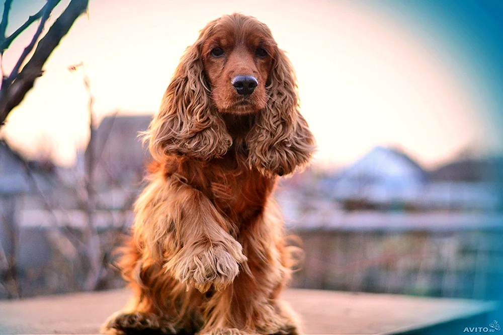 Englischer Cocker Spaniel