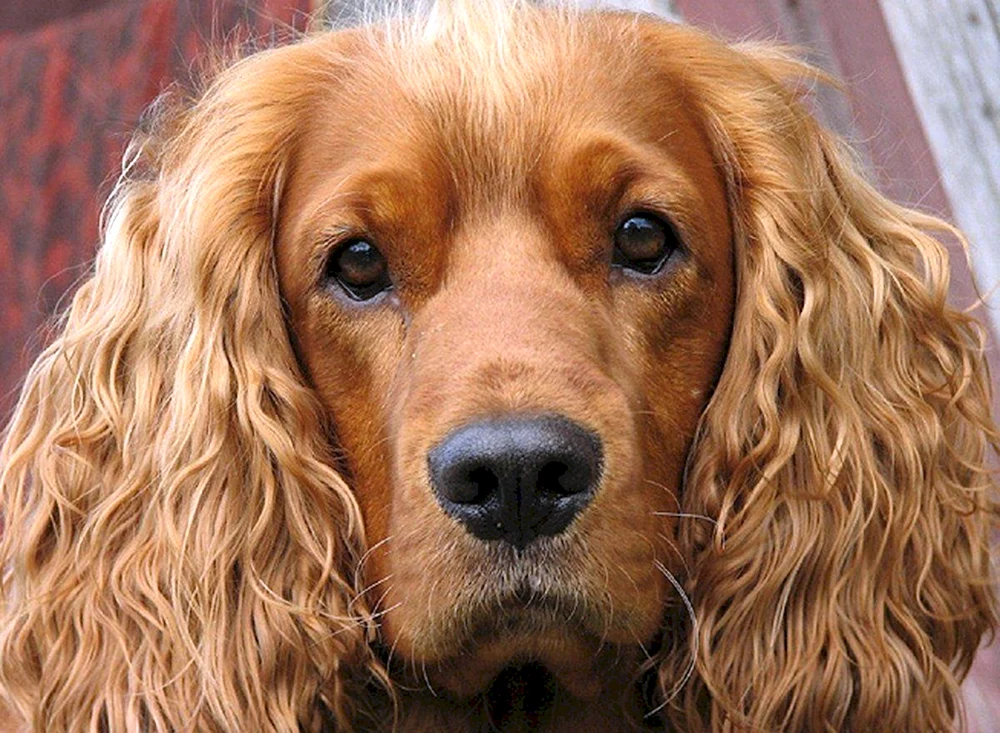 Englischer Cocker Spaniel