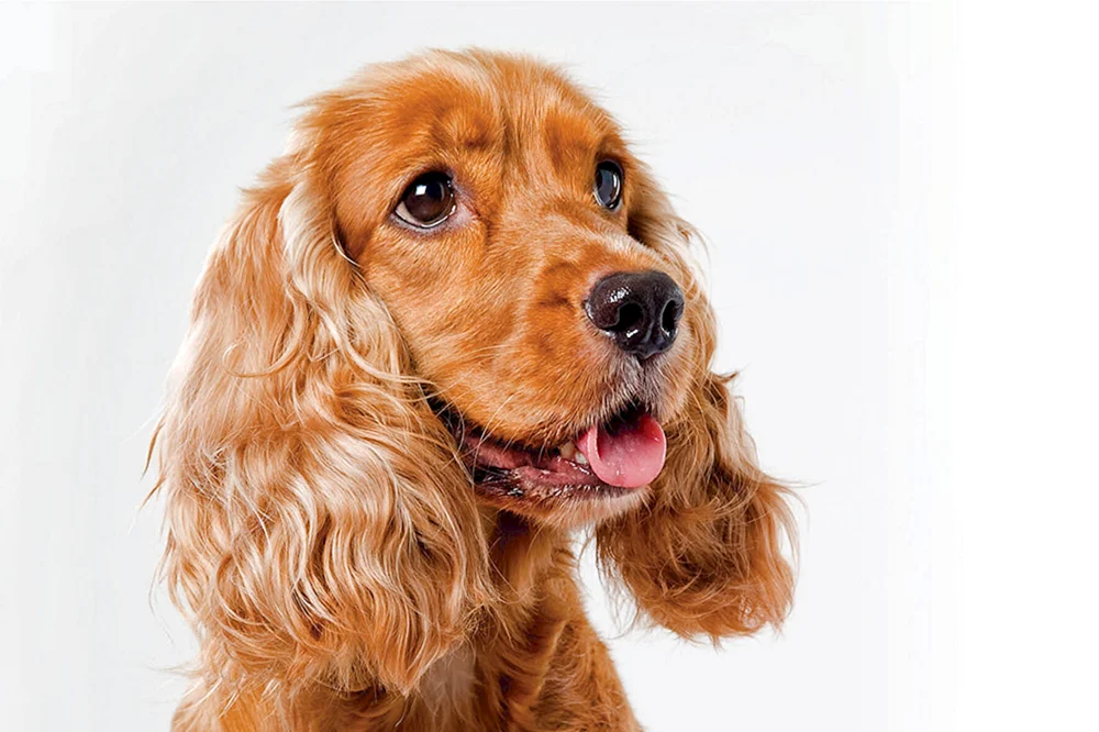 Englischer Cocker spaniel