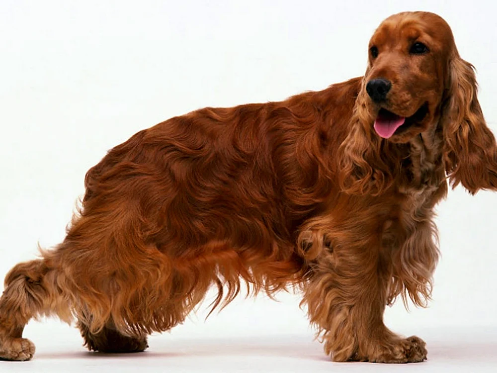 Englischer Cocker spaniel. Spaniel