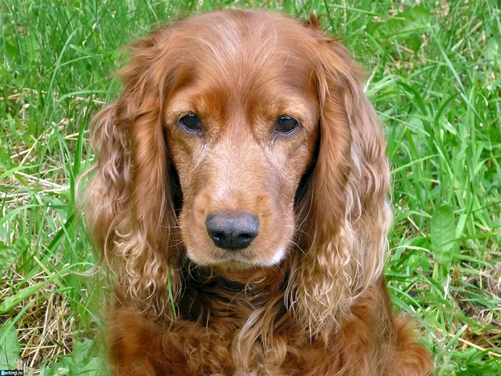 Englischer Cocker Spaniel