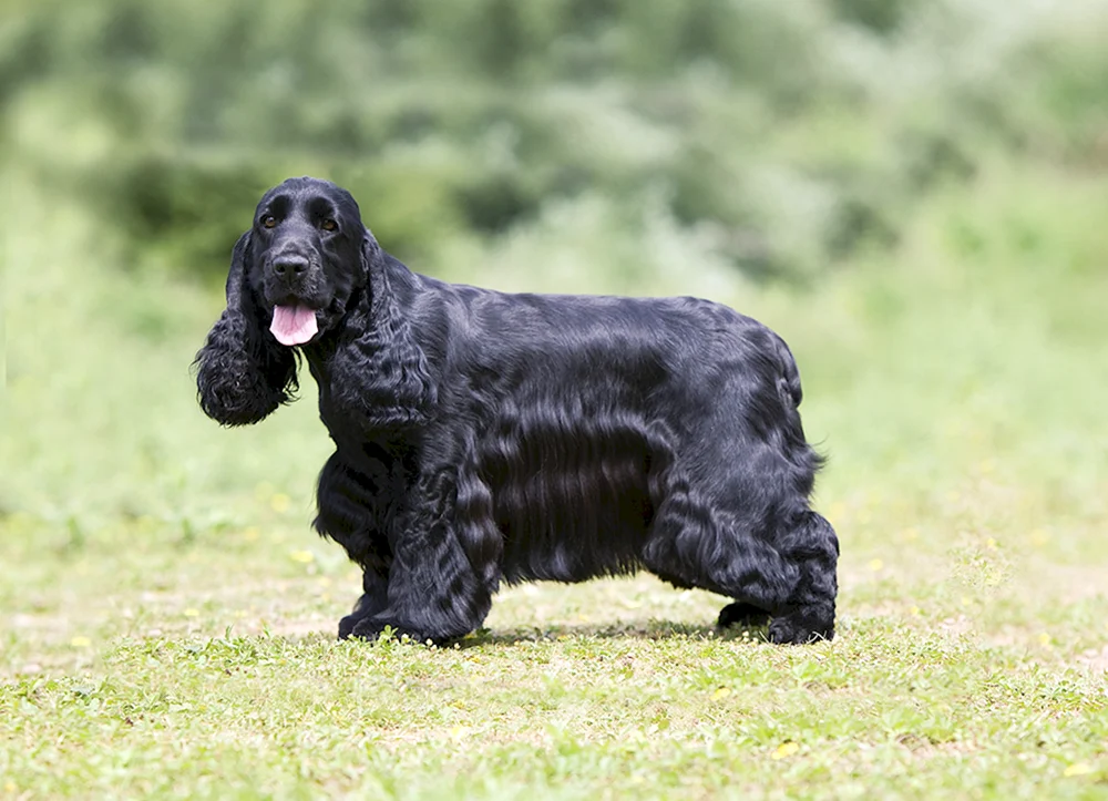 Englischer Cocker spaniel