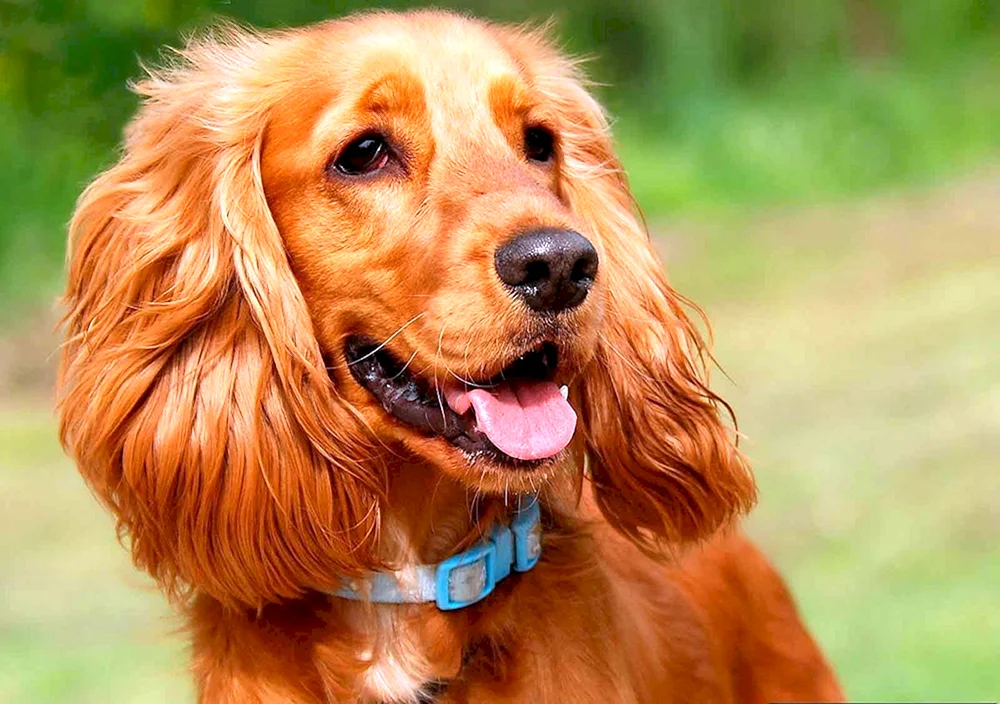 Englischer Cocker spaniel
