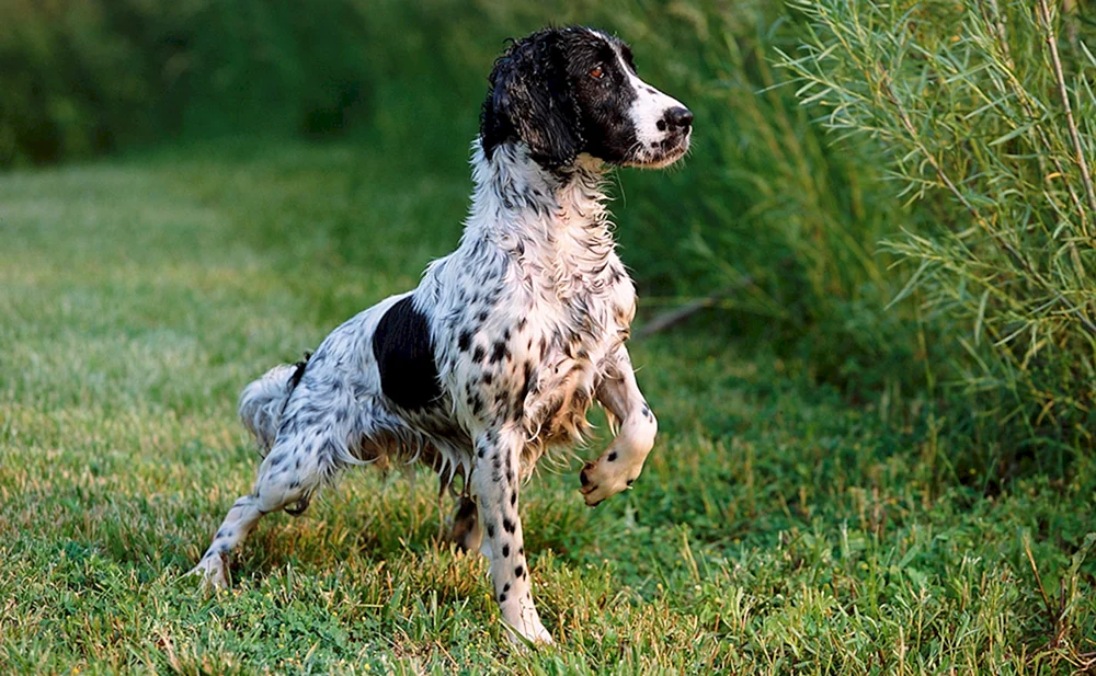 Englischer Cocker- Spaniel Jagdhunderasse