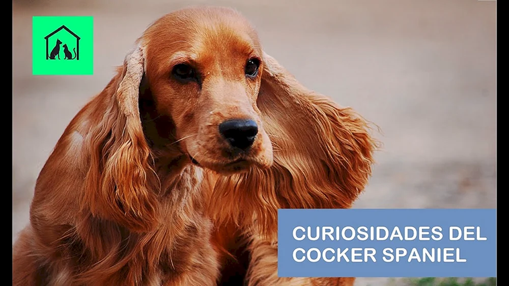 Englischer Cocker Spaniel