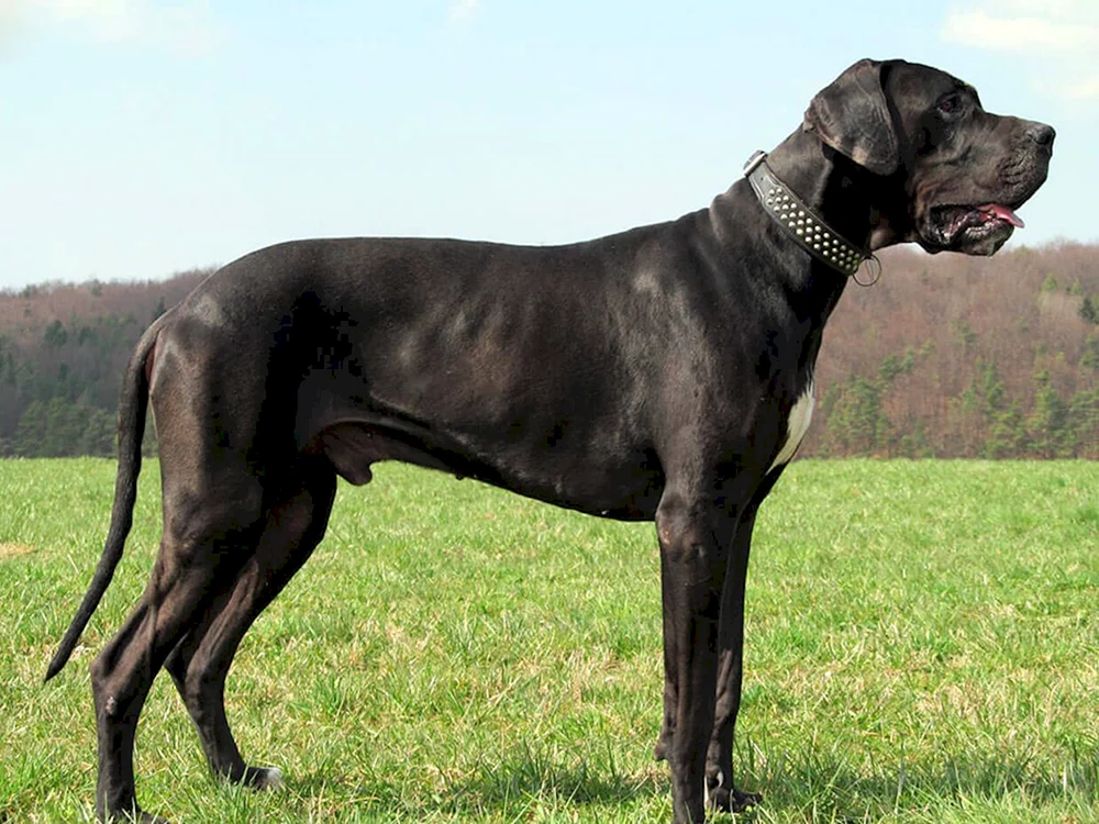 Schwarzer Royal Dog