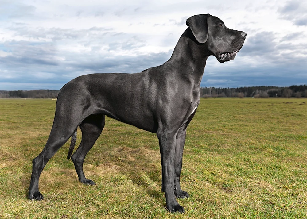 Englische Königliche Dogge