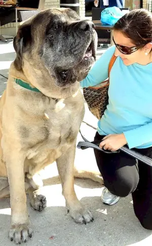 Englischer Mastiff