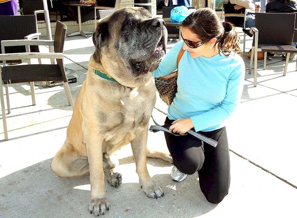 Englischer Mastiff