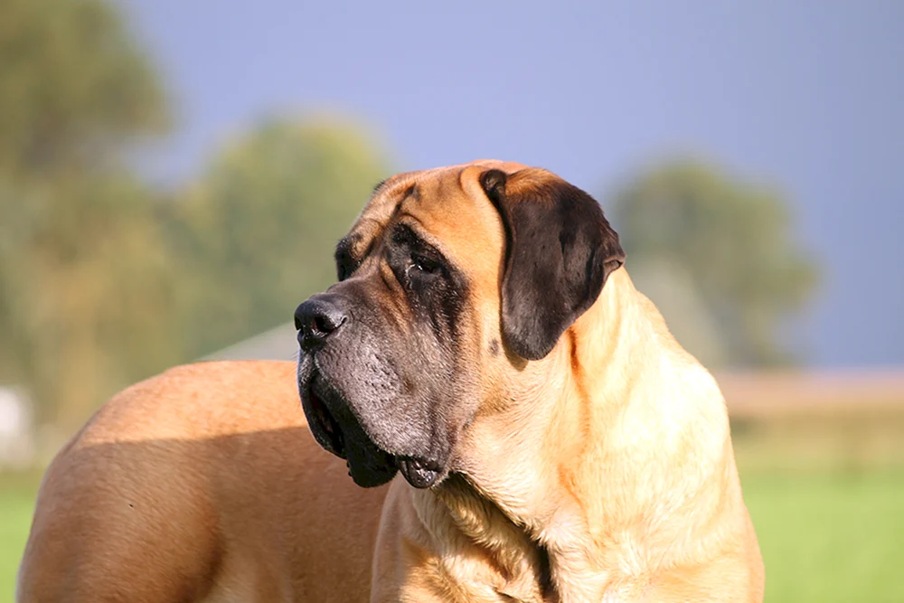 Englischer Königshund Mastiff Hercules