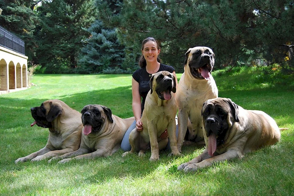 Englischer Mastiff