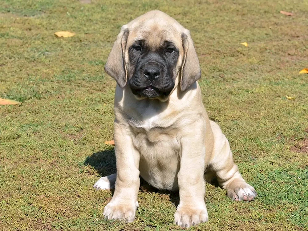 Deutscher Hund und Mastiff