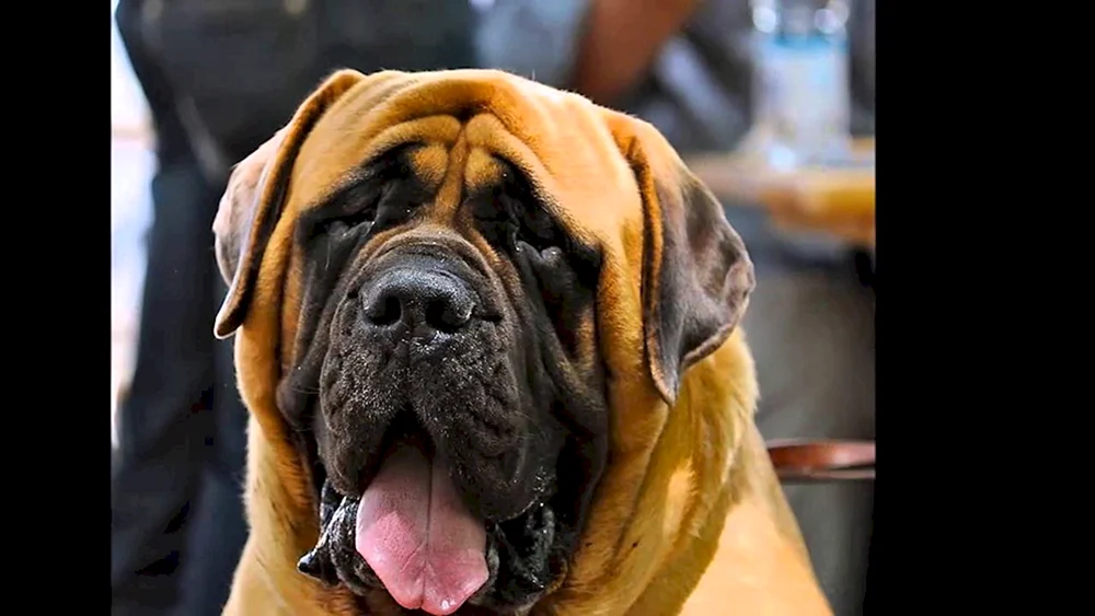 Englischer Mastiff